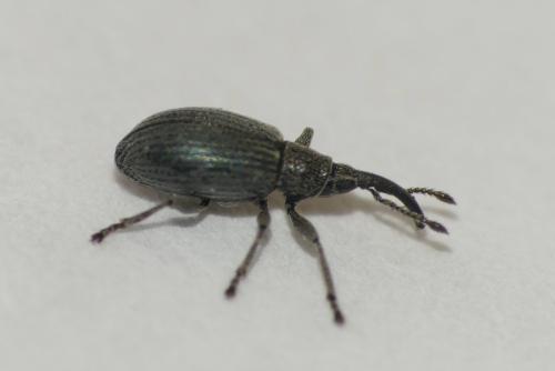 Réf. 358 647 : Ceratapion sp.